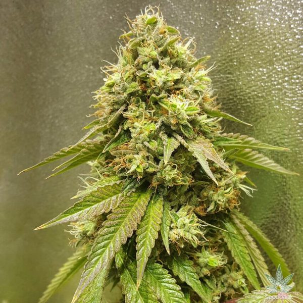 K Gold Os Efeitos Caracter Sticas E Formas De Cultivo Da Strain