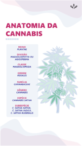 Anatomia e biologia da cannabis