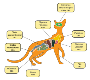 Sistema endocanabinoide em gatos