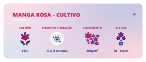 cultivo manga rosa