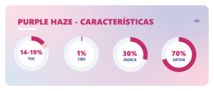 purple haze caracteristicas