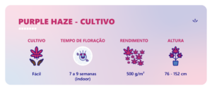 purple haze cultivo