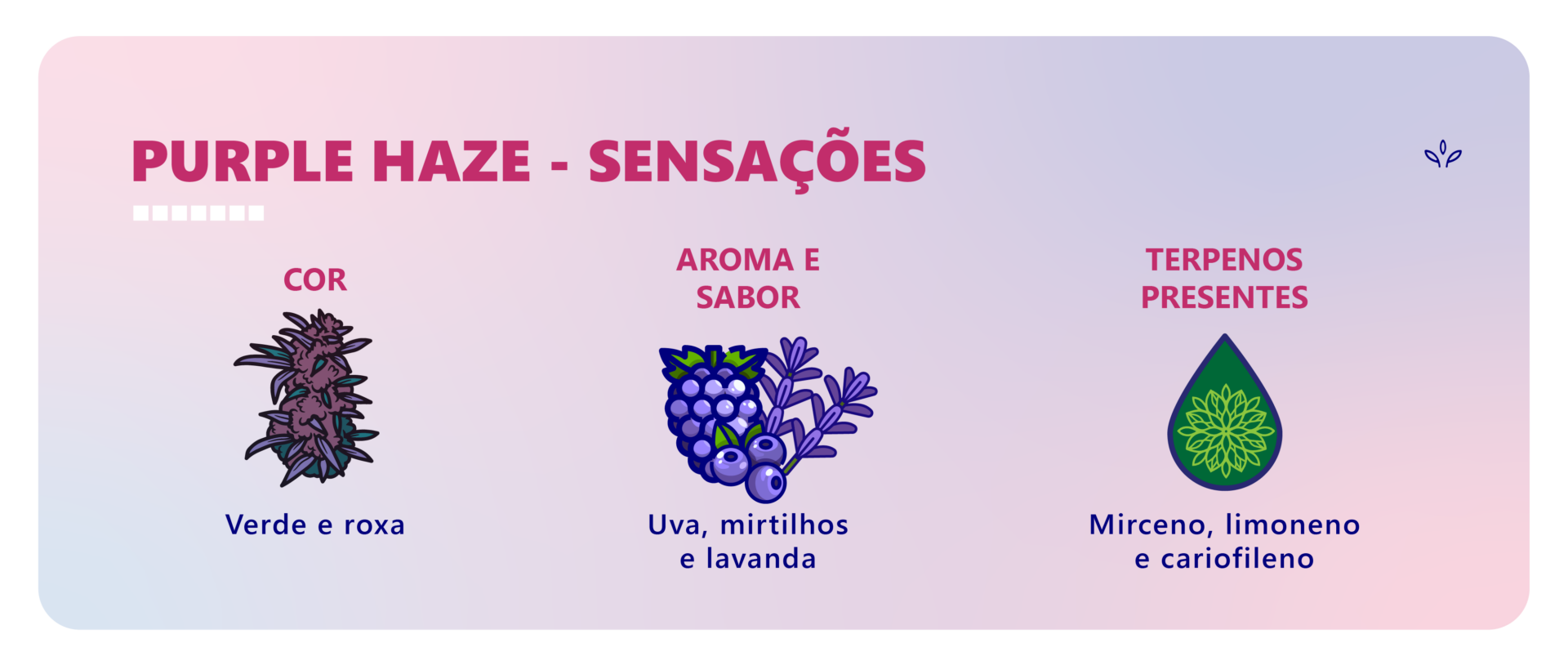 Purple Haze: os efeitos e características dessa strain