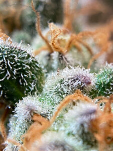 qualidade da maconha tricomas