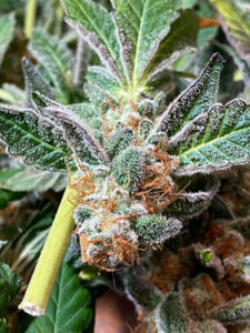 tricomas da cannabis