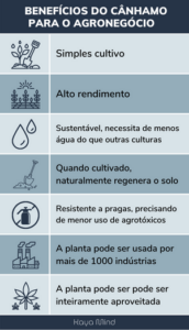 canhamo e agronegocio