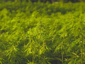 cannabis e agronegocio