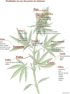 usos do cânhamo