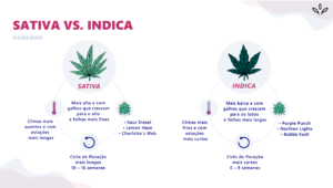 sativa x indica comparação