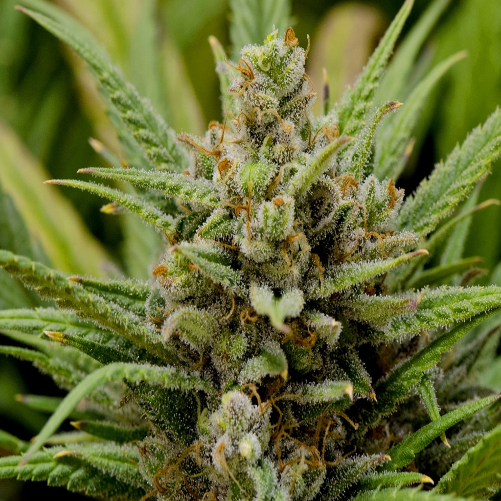 Lemon Haze efeitos, características e cultivo da strain