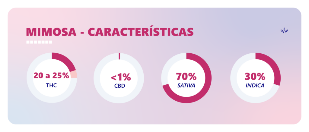 mimosa strain info