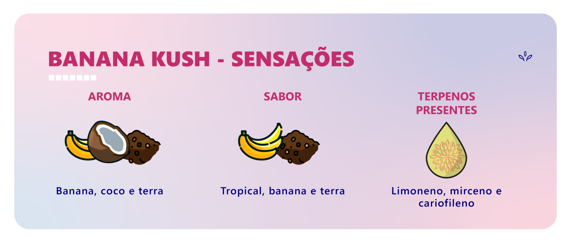 Banana Kush efeitos, características e formas de cultivo da strains