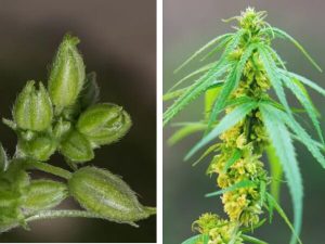 Planta macho da cannabis