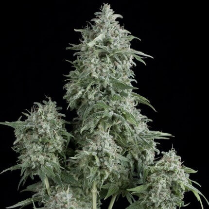 anubis strain