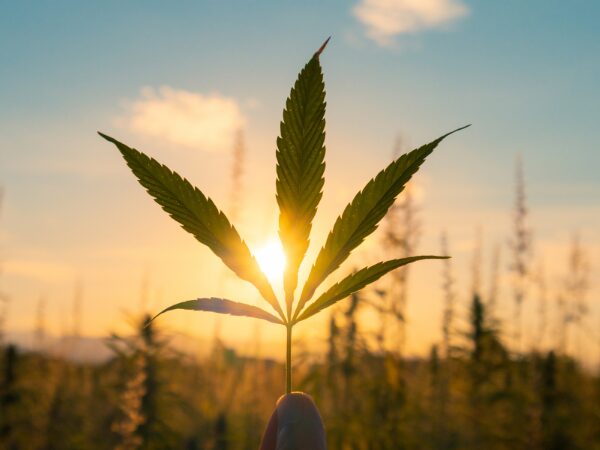 Cannabis e resiliência