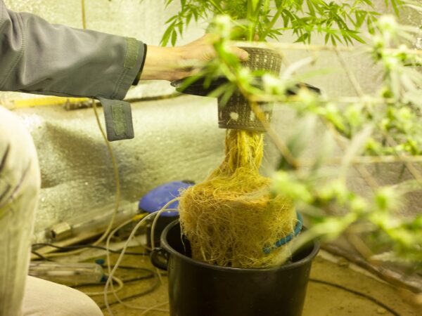 Local e ambiente de cultivo de cannabis