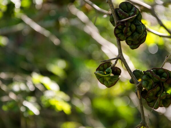 Jurema plantas de poder