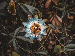 Cannabis e a flor de maracujá