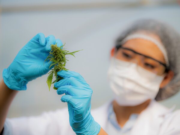 Melhores ferramentas para Pesquisadores de cannabis