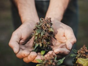 O que é cannabis