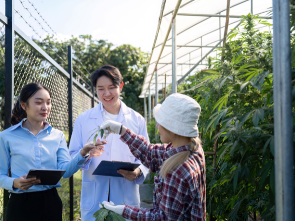como criar uma associacao de cannabis