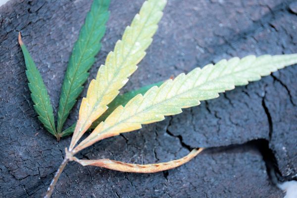 planta com deficiencia de nutricao