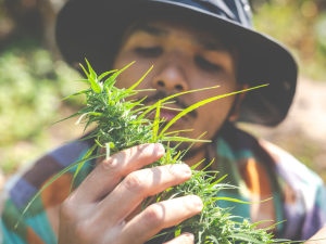 Cultivo sustentável