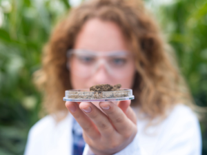 Pesquisa científica sobre cannabis