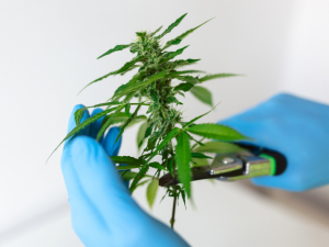 Dados de Pesquisa sobre cannabis