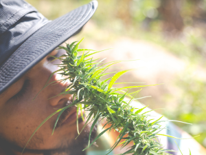 Trabalhar com cannabis