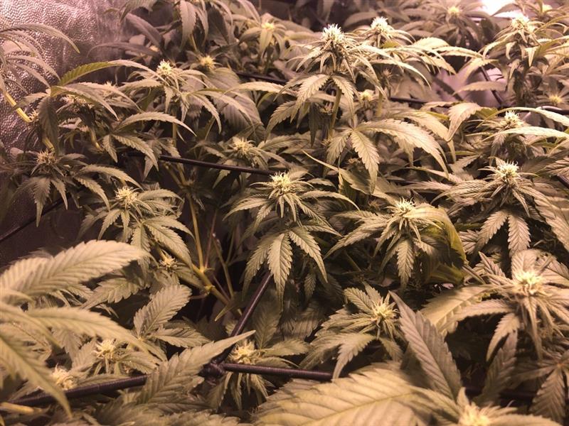 cultivo de miracle alien cookies