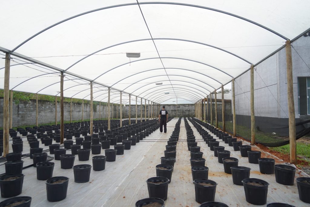 preparacao cultivo associacao de cannabis santa cannabis