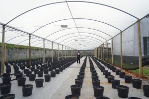 preparacao cultivo associacao de cannabis santa cannabis