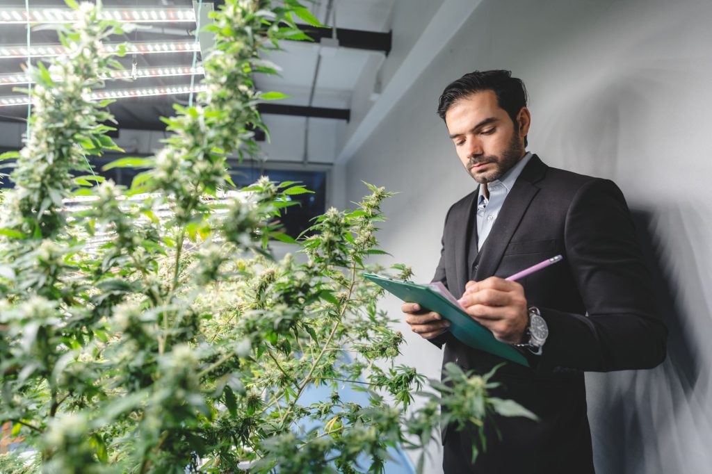 executivo de pais com plantas de cannabis