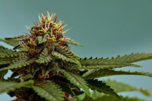 tipos de strain mais consumidas