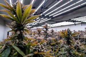 como plantar maconha