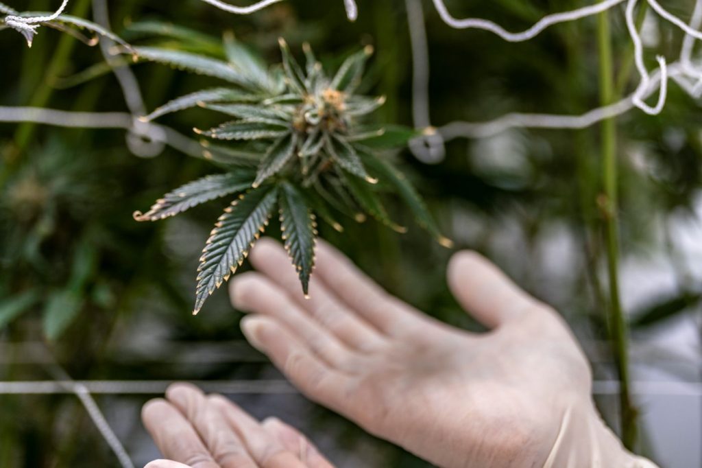 história da maconha no mundo