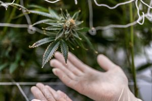 história da maconha no mundo