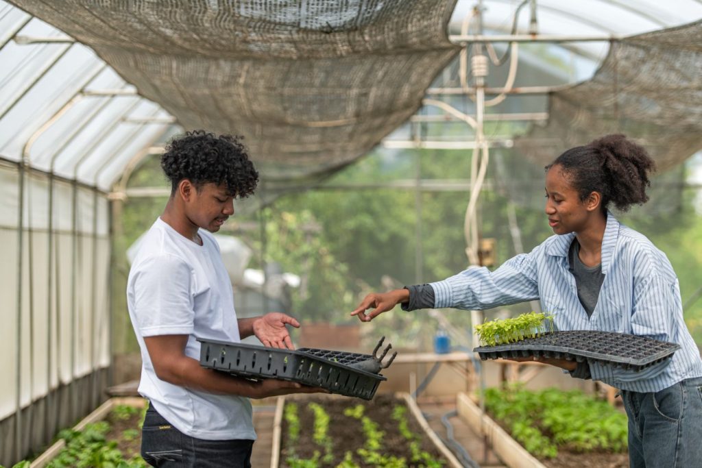 fazendas urbanas e cannabis
