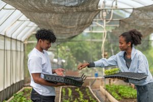 fazendas urbanas e cannabis