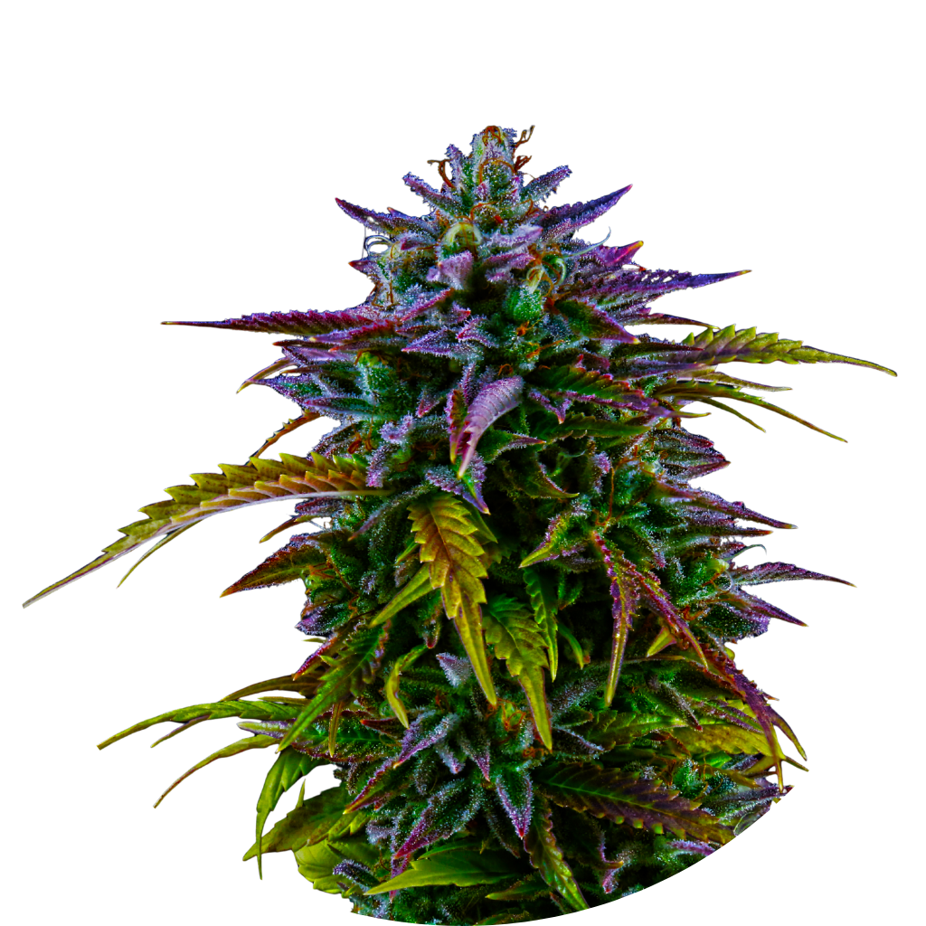 Flor de cannabis colorida sobre fundo preto
