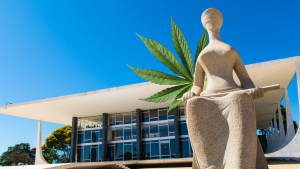 STF cannabis medicinal