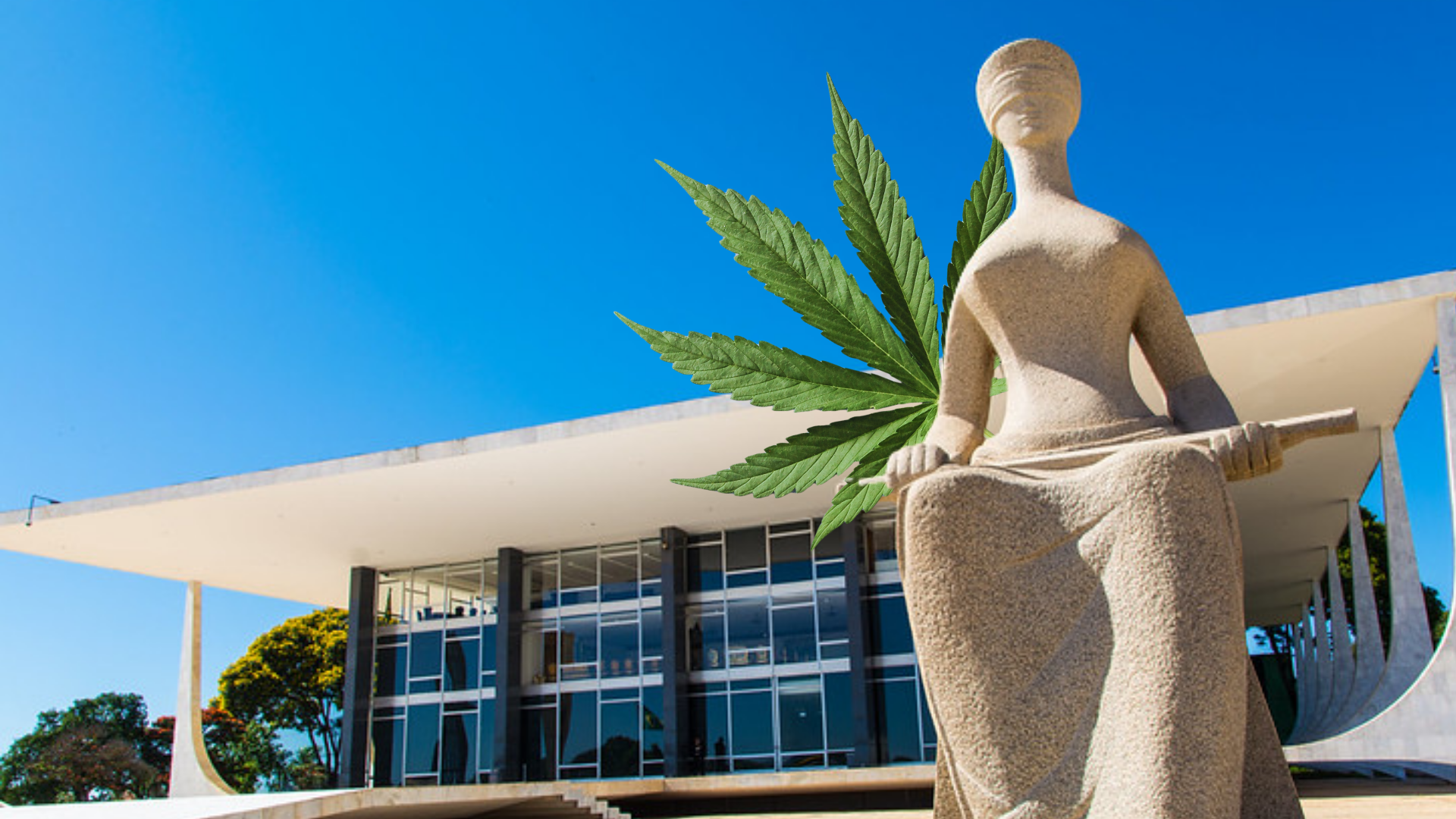 STF cannabis medicinal