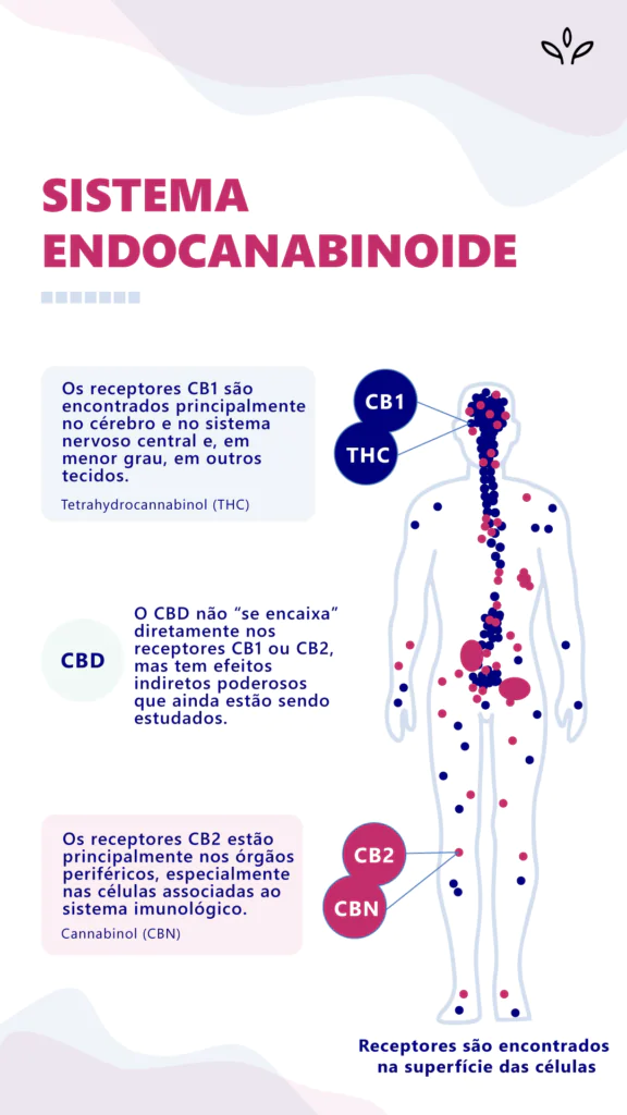 Anandamida: conheça a cannabis do cerebro e como ela atua