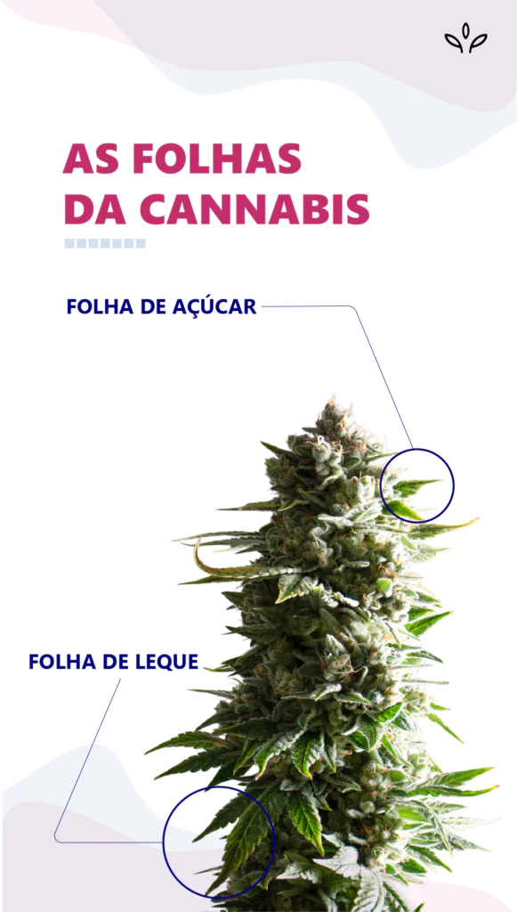 tipos de folhas da maconha