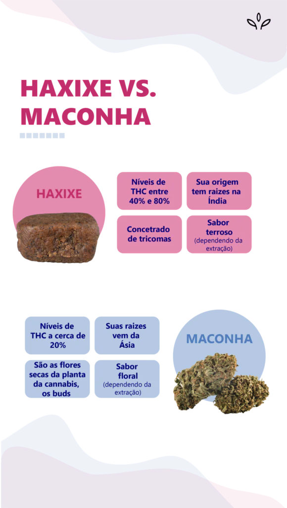 Haxixe X Maconha: principais diferenças