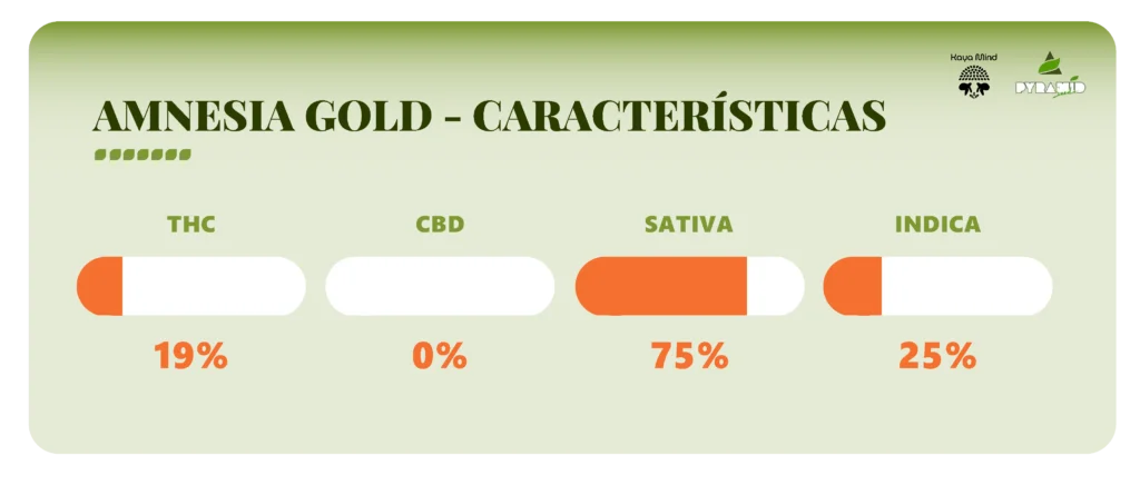 amnesia gold características