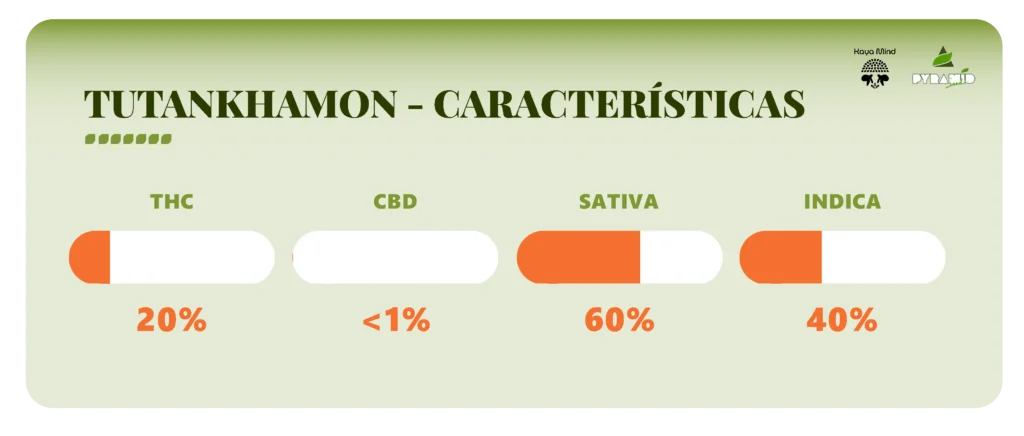 Tutankhamon strain caracteristicas