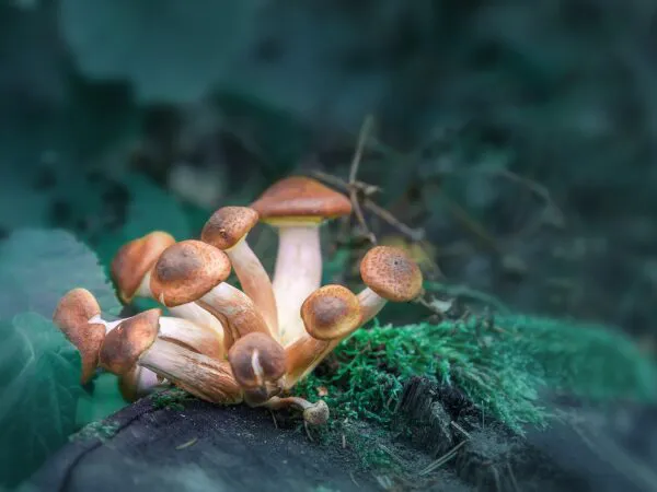 benefícios cogumelos natureza